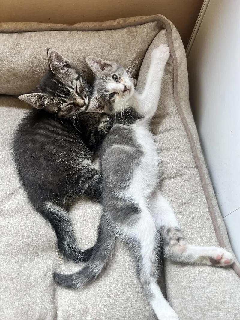 A baby small-sized male Domestic Short Hair cat named Sprite + Dr. Pepper for adoption in BREINIGSVILLE, PA