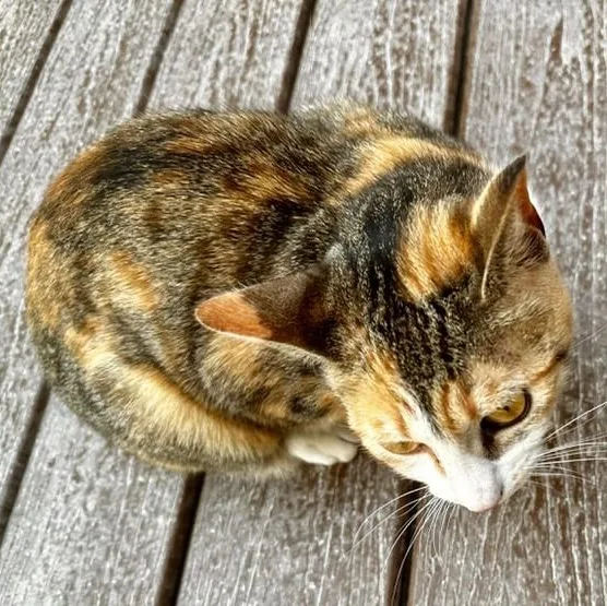 An adult medium-sized female Calico cat named Candace  Lovely Calico for adoption in Hoquiam, WA