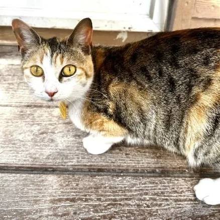 Candace  Lovely Calico thumbnail 2
