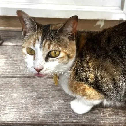Candace  Lovely Calico thumbnail 3