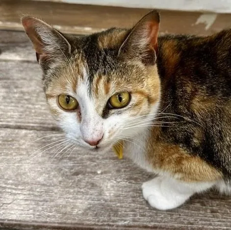 Candace  Lovely Calico thumbnail 4