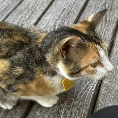 Candace  Lovely Calico thumbnail 5