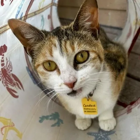 Candace  Lovely Calico thumbnail 6