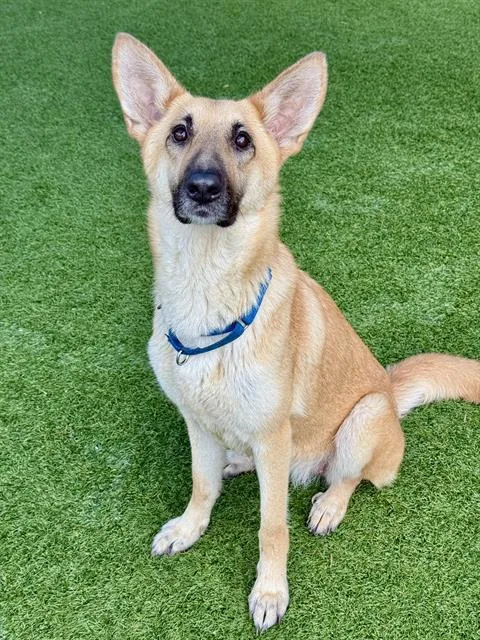 An adult medium-sized female German Shepherd Dog dog named Violet for adoption in Dallas, TX