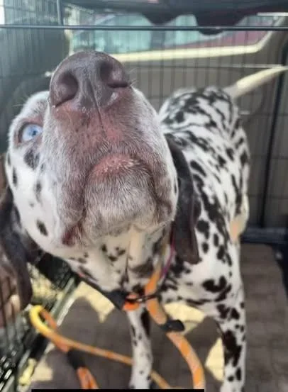 Mangonevada City  Ca thumbnail 2