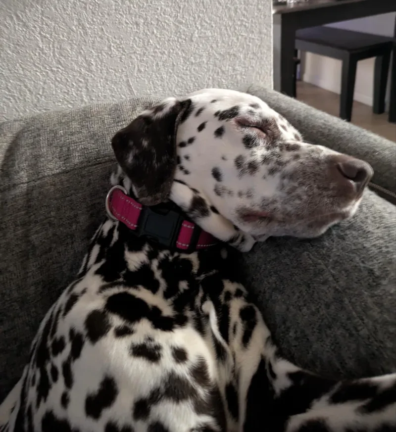 Mangonevada City  Ca thumbnail 3