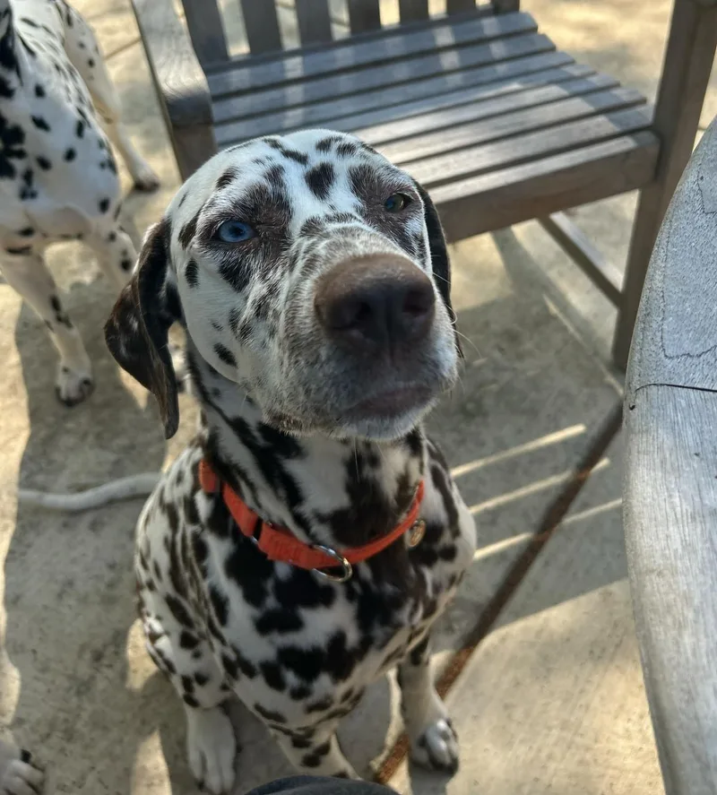 Mangonevada City  Ca thumbnail 4