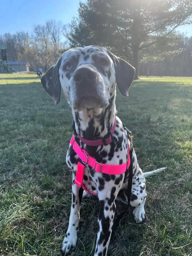 Mangonevada City  Ca thumbnail 5