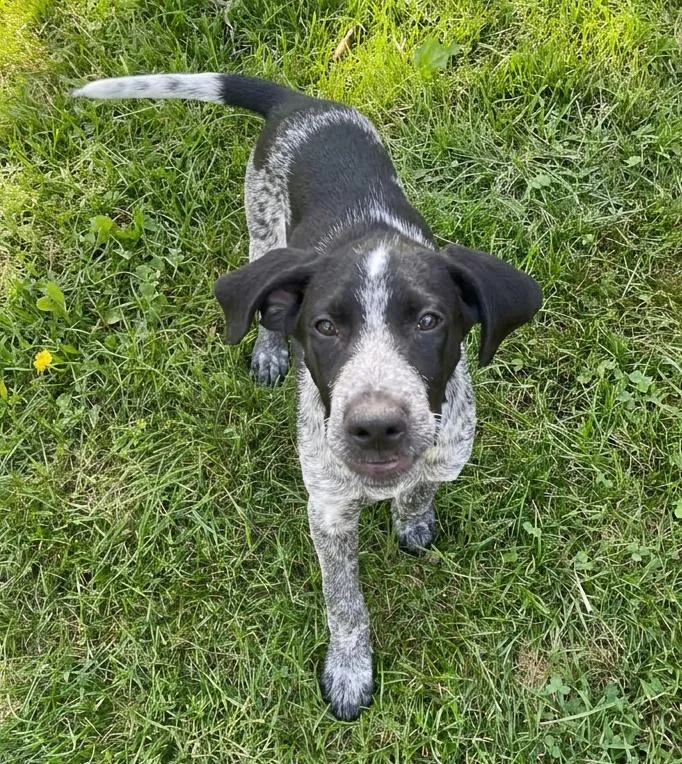 Auggie