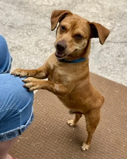 A young small-sized male Mountain Cur dog named Taco for adoption in Malvern, PA