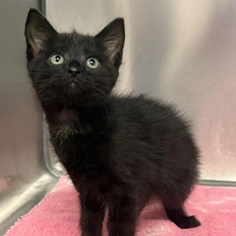 A baby small-sized male Black Domestic Short Hair cat named Jerry for adoption in Martinsville, VA