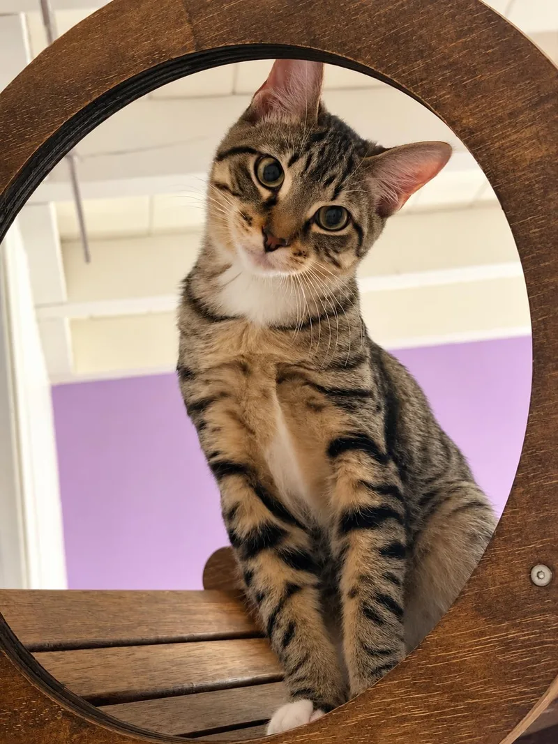 A young medium-sized male Tabby (Brown / Chocolate) Domestic Short Hair cat named Chase for adoption in Union City, CA
