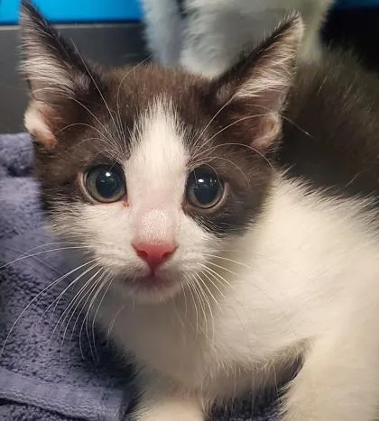 A young large-sized female Domestic Short Hair cat named Rory for adoption in Kansas City, MO