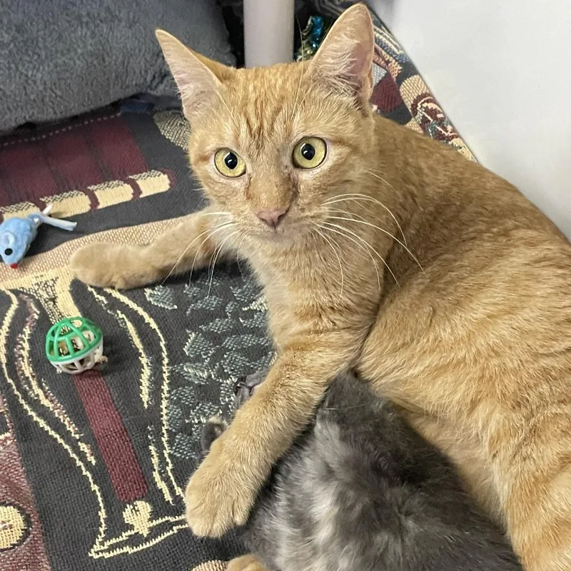 Taylor Dayne thumbnail 2