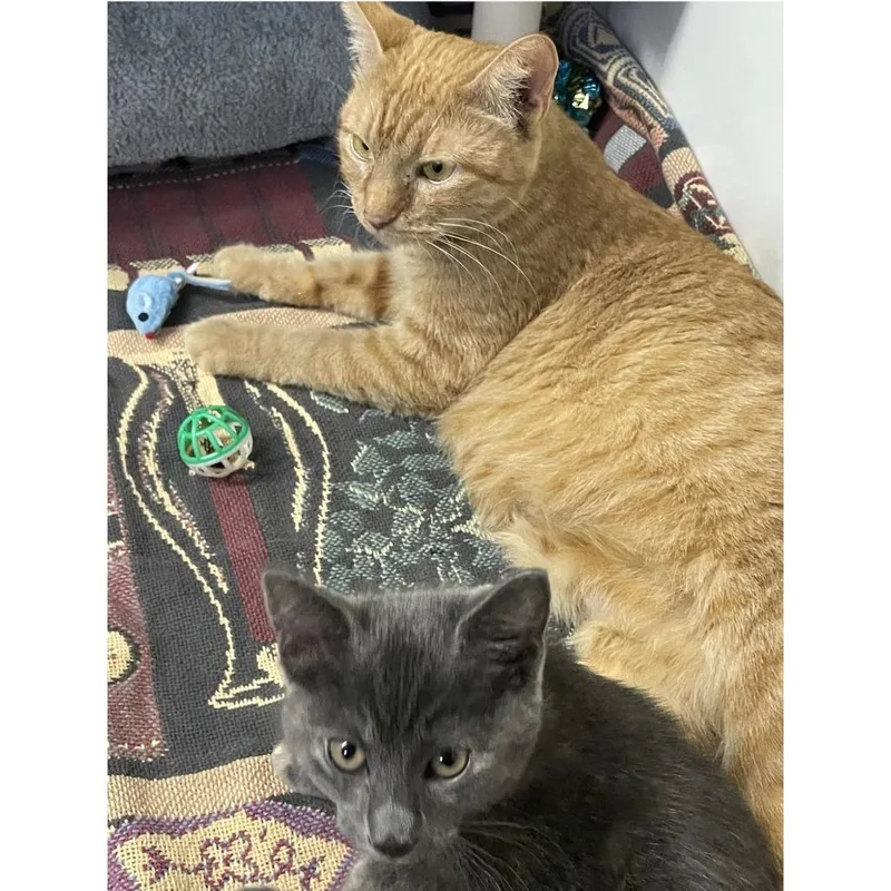 Taylor Dayne thumbnail 3