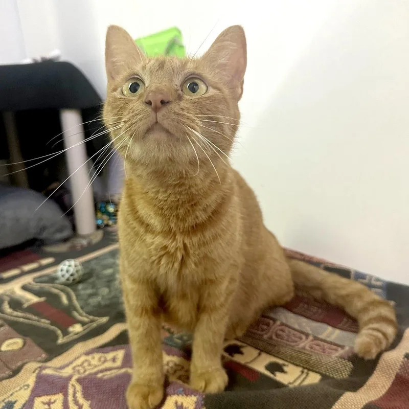 Taylor Dayne thumbnail 4