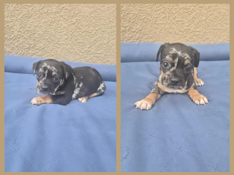 A baby small-sized male French Bulldog dog named Van Gogh for adoption in Orlando, FL