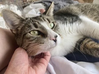 An adult medium-sized male Tabby (Brown / Chocolate) Domestic Short Hair cat named Tiger for adoption in Downers Grove, IL