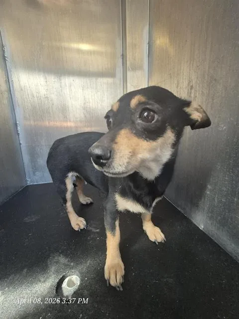 An adult small-sized female Chihuahua dog named Pebbles for adoption in San Antonio, TX