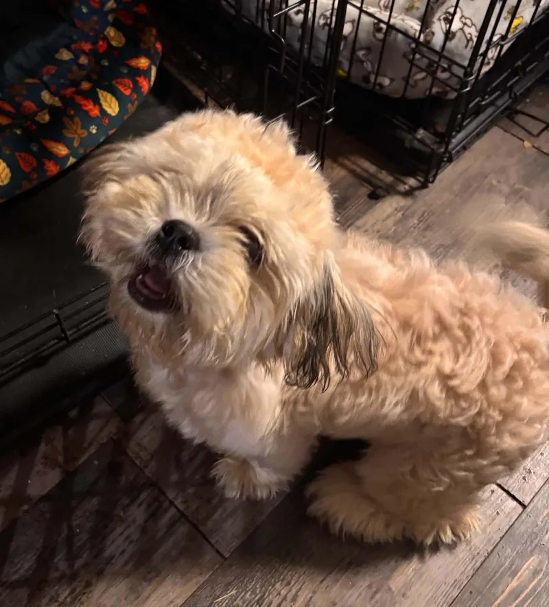 An adult small-sized male Shih Tzu dog named Liam for adoption in Verona, NJ