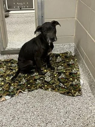 An adult large-sized female Terrier dog named Mimi for adoption in Gastonia, NC