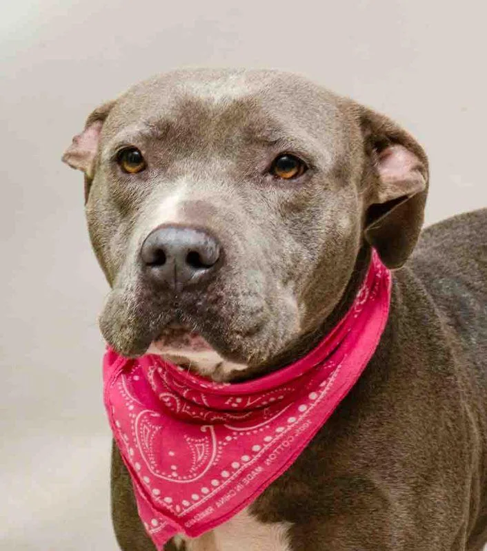 An adult medium-sized female Gray / Blue / Silver Terrier dog named Charlie for adoption in Sanford, FL