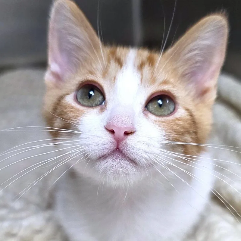 A baby small-sized male Domestic Short Hair cat named Bishop for adoption in Michigan City, IN