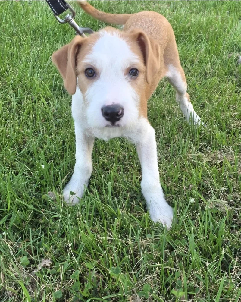 A baby medium-sized male Standard Schnauzer dog named Bentley for adoption in merrillville, IN