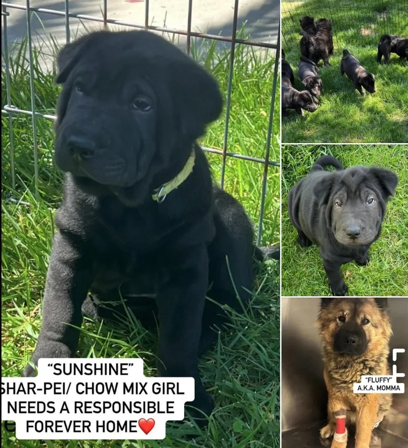 Blueberry  Bebe  thumbnail 2