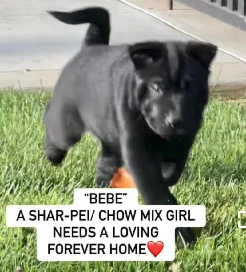 Blueberry  Bebe  thumbnail 3