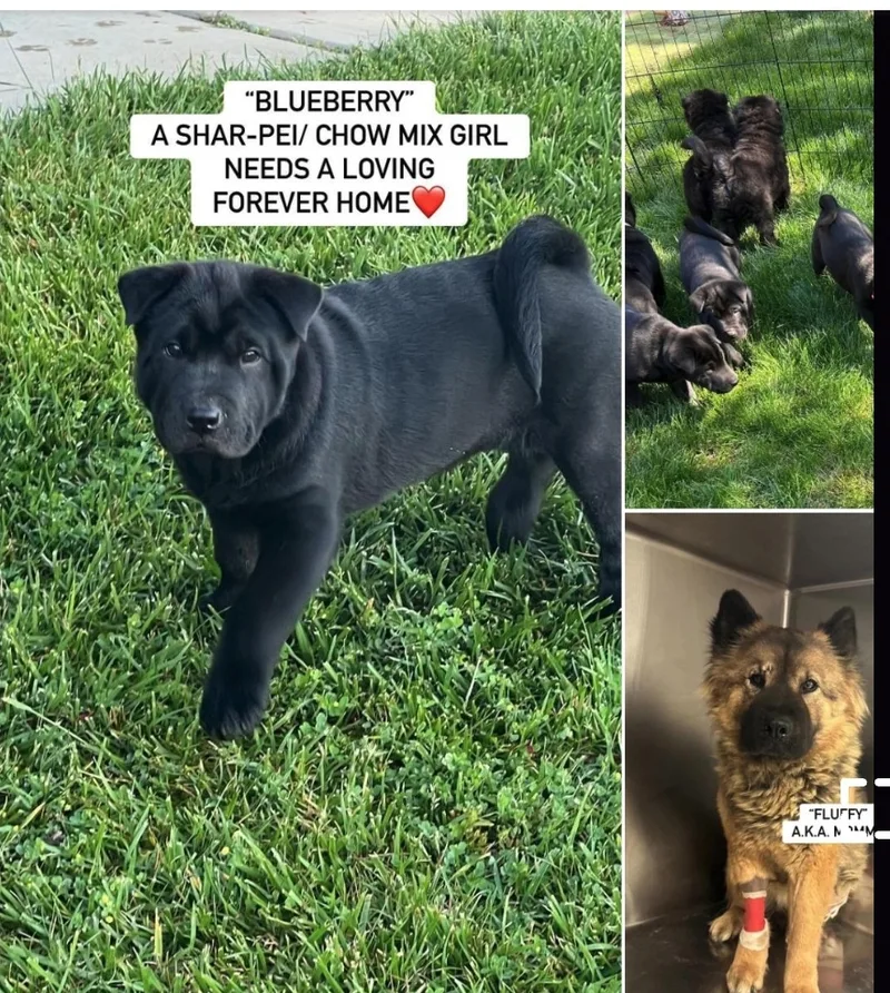 Blueberry  Bebe  thumbnail 4