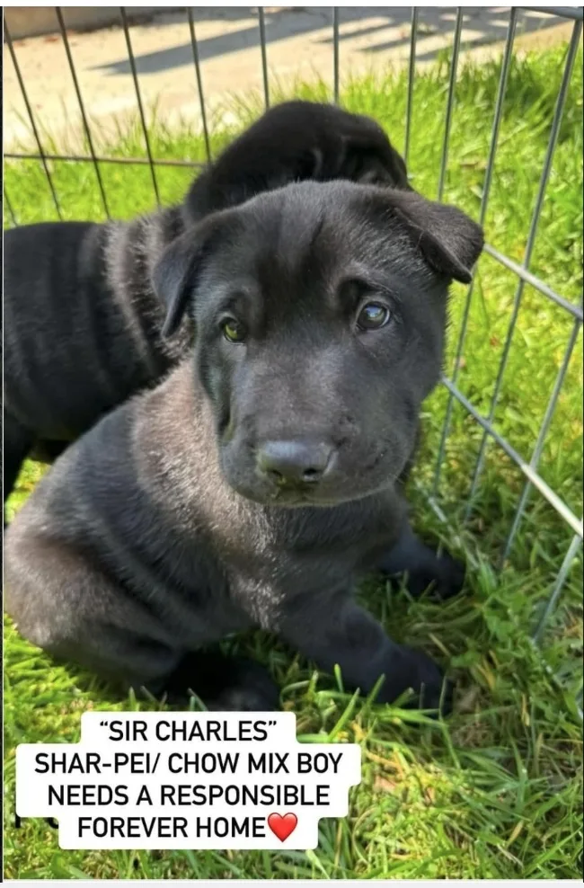 Blueberry  Bebe  thumbnail 5