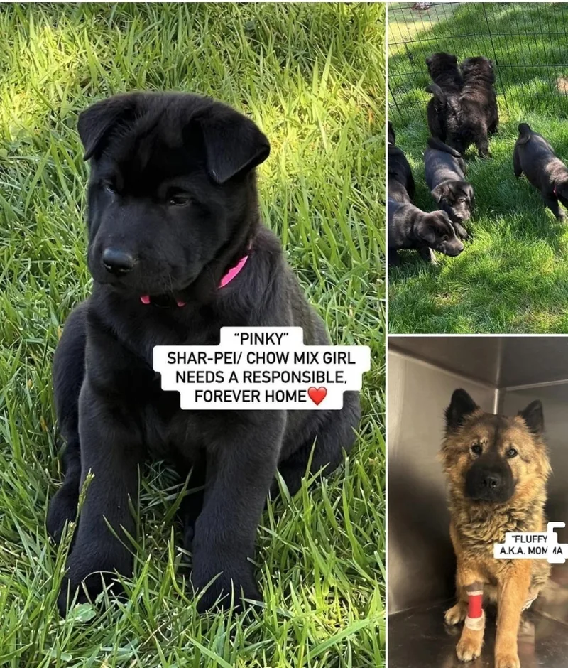 Blueberry  Bebe  thumbnail 6