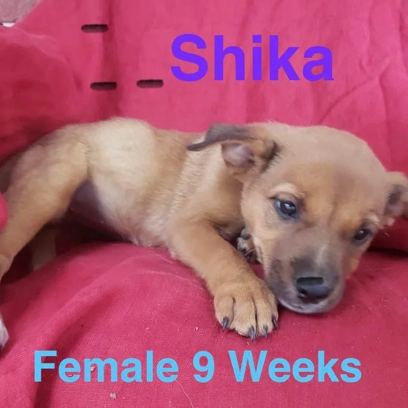 A baby medium-sized female Apricot / Beige Australian Cattle Dog / Blue Heeler dog named Shika for adoption in Houston, TX