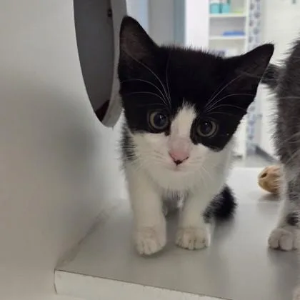 A baby small-sized male Domestic Short Hair cat named Dragon Fruit for adoption in Voorhees, NJ