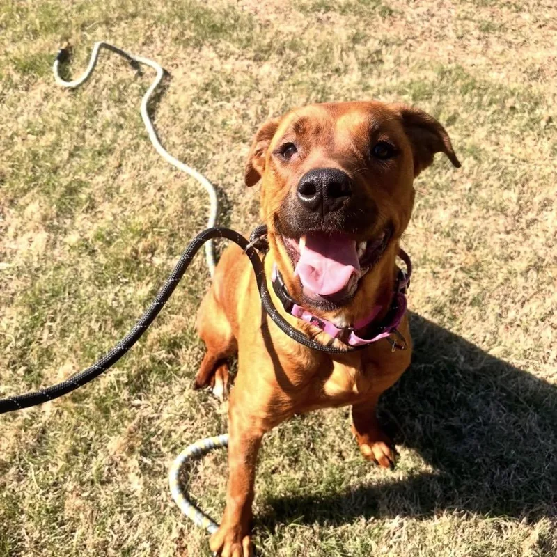 An adult small-sized female Brown / Chocolate Mixed Breed dog named Nova for adoption in Austell, GA