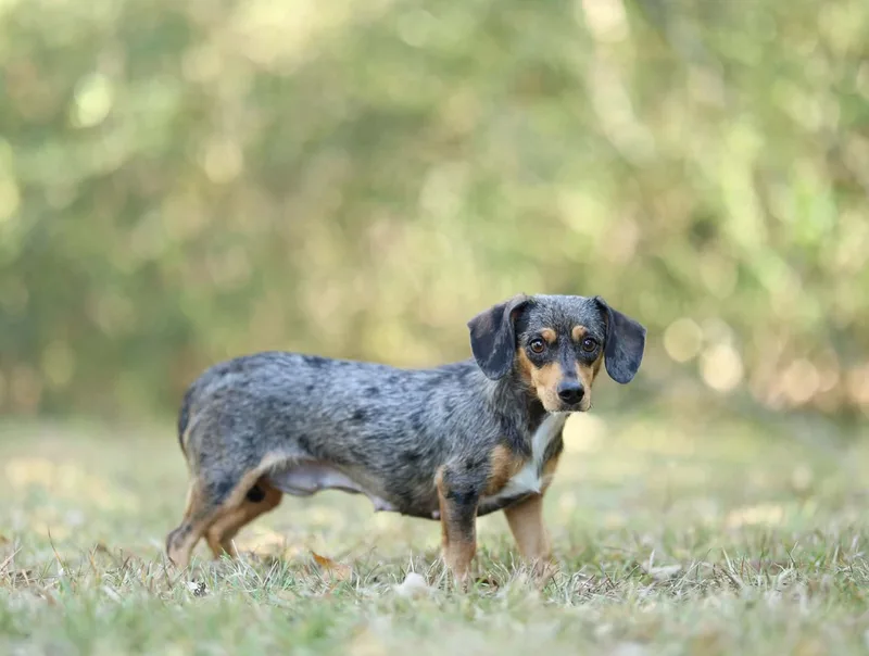 A young small-sized female Miniature Dachshund dog named Hazel for adoption in Lucedale, MS