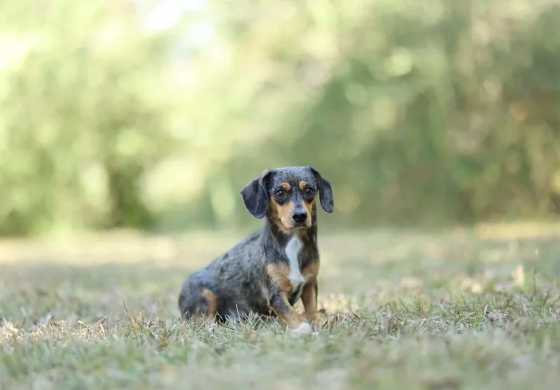 Hazel thumbnail 2