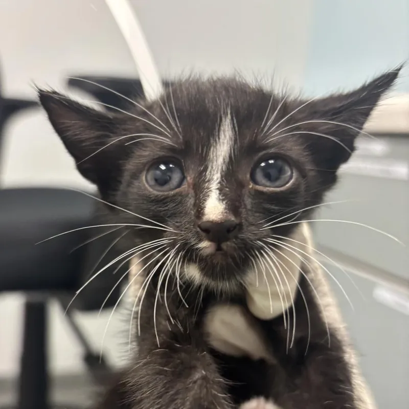 A baby small-sized male Black Domestic Short Hair cat named Freddy for adoption in Jacksonville, FL