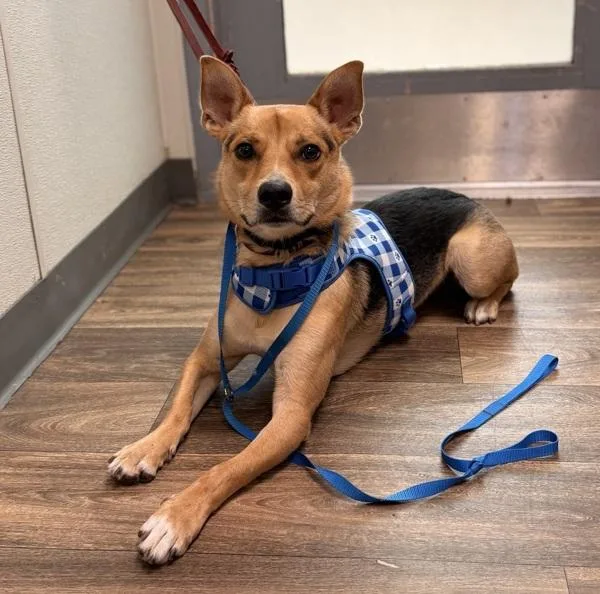 A young medium-sized male Corgi dog named Lucky for adoption in San Diego, CA