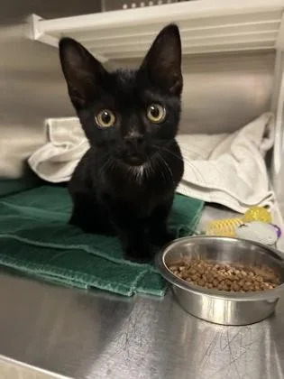 A young medium-sized male Domestic Short Hair cat named Sir Walter Bender for adoption in Kansas City, MO
