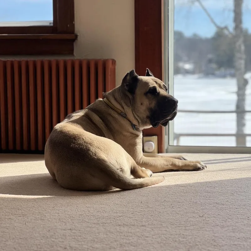 A senior extra large-sized male Apricot / Beige Presa Canario dog named Ronix for adoption in Saratoga Springs, NY