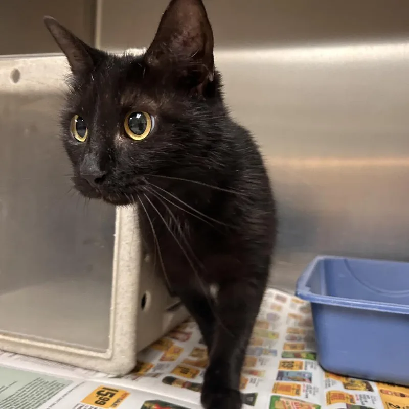 A young small-sized female Black Domestic Short Hair cat named Stray  Weldon Wrenn for adoption in Roxboro, NC
