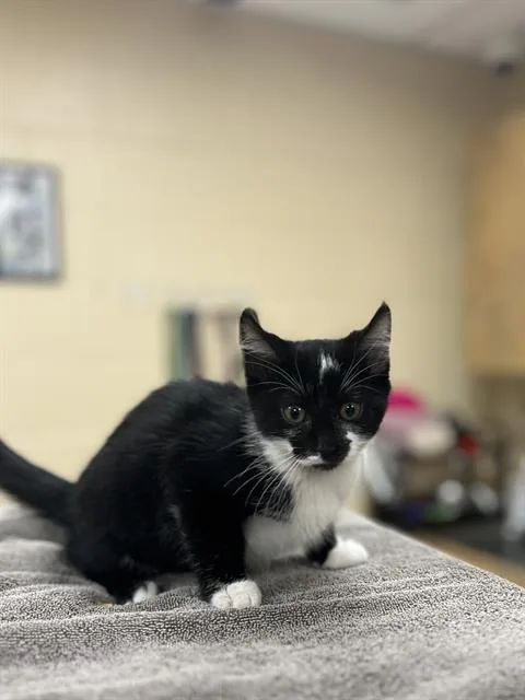 A baby small-sized female Domestic Short Hair cat named Flower for adoption in Aliquippa, PA