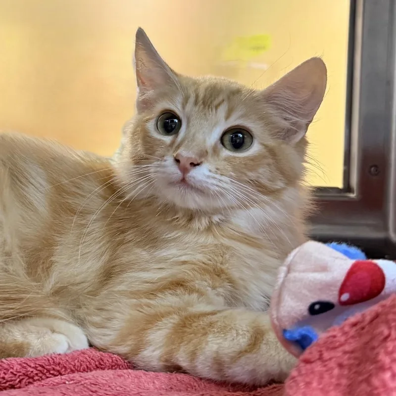 A baby small-sized male Orange / Red Domestic Short Hair cat named James for adoption in Palm Springs, CA