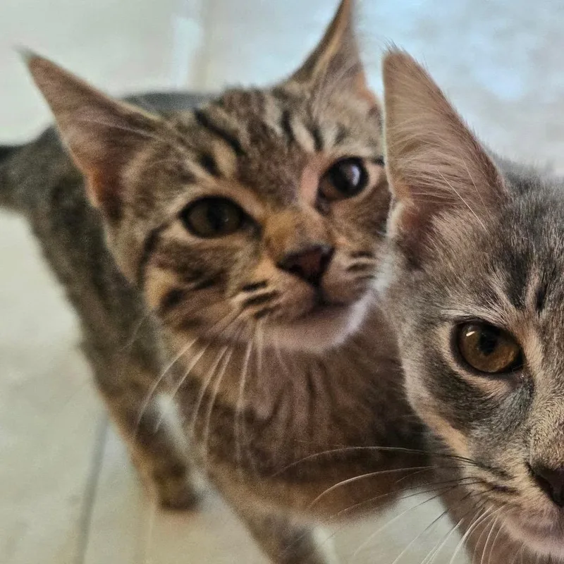 A baby medium-sized male Tabby (Brown / Chocolate) Domestic Short Hair cat named Ronnie for adoption in Watertown, WI
