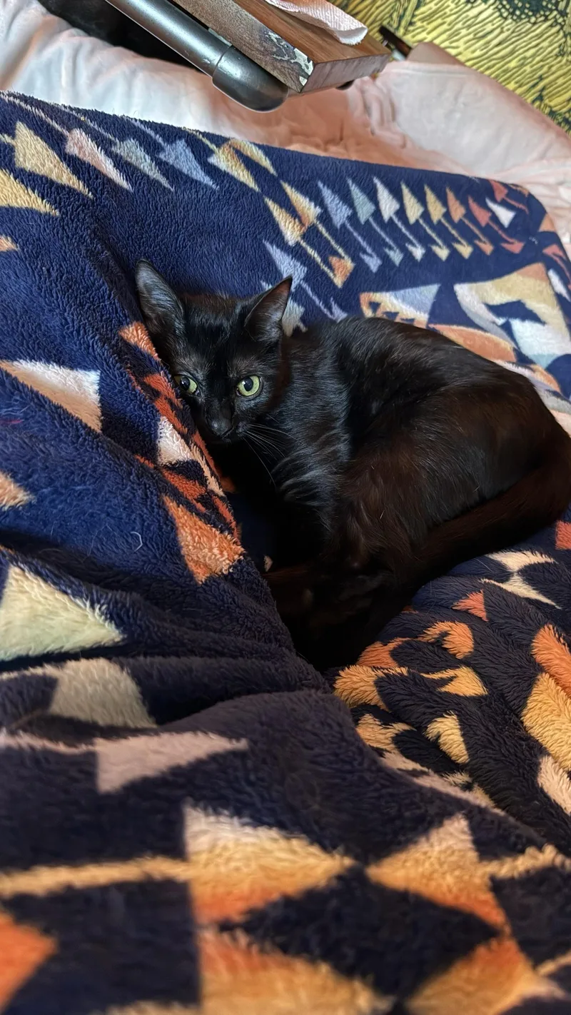 A young small-sized female Black Domestic Short Hair cat named Freddie for adoption in Seattle, WA