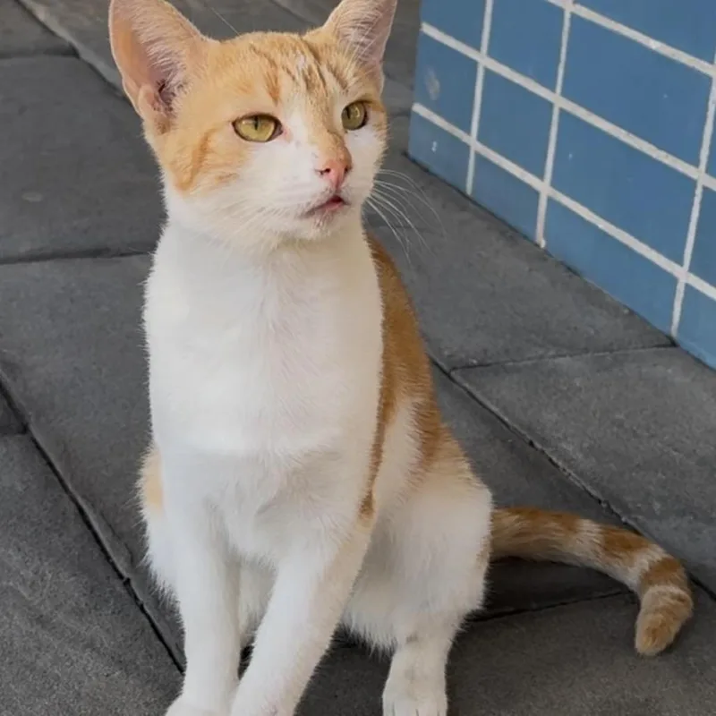 Gingerella thumbnail 2