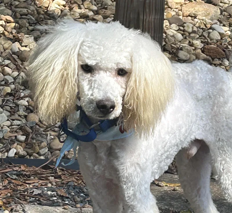 A young small-sized male Poodle dog named Kristoff for adoption in Cumming, GA