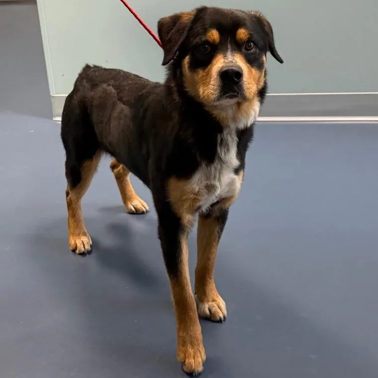 An adult medium-sized male Black Rottweiler dog named Maxwell for adoption in Greensboro, NC